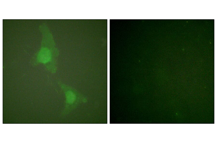Immunofluorescence - Anti-ADD1 Antibody (B0002) - Antibodies.com