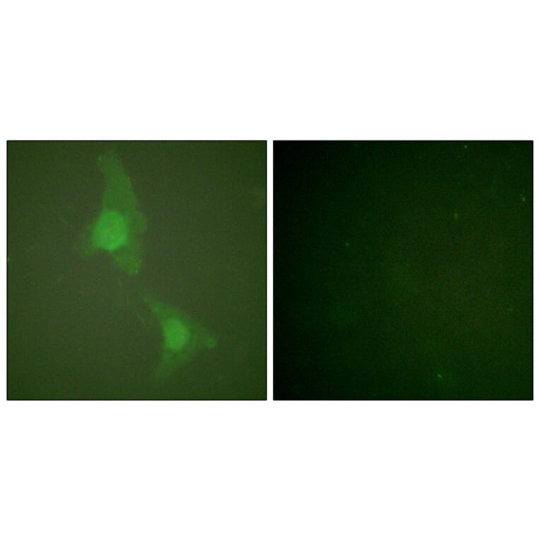 Immunofluorescence - Anti-ADD1 Antibody (B0002) - Antibodies.com