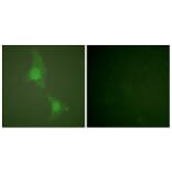 Immunofluorescence - Anti-ADD1 Antibody (B0002) - Antibodies.com