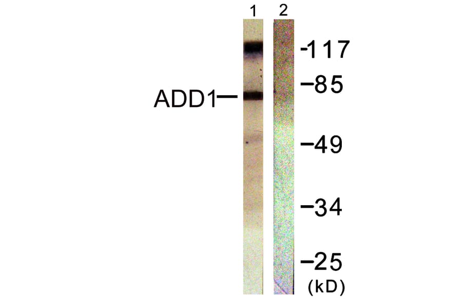 Western Blot - Anti-ADD1 Antibody (B0002) - Antibodies.com