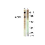 Western Blot - Anti-ADD1 Antibody (B0002) - Antibodies.com