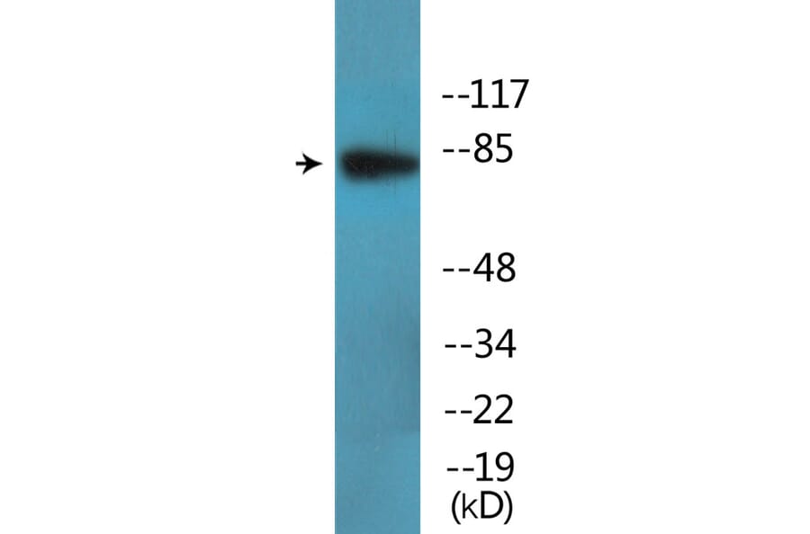 Western Blot - Anti-RSK1 + RSK2 + RSK3 + RSK4 (phospho Ser221 + Ser227 + SerS218 + Ser232) Antibody (P12-1173) - Antibodies.com