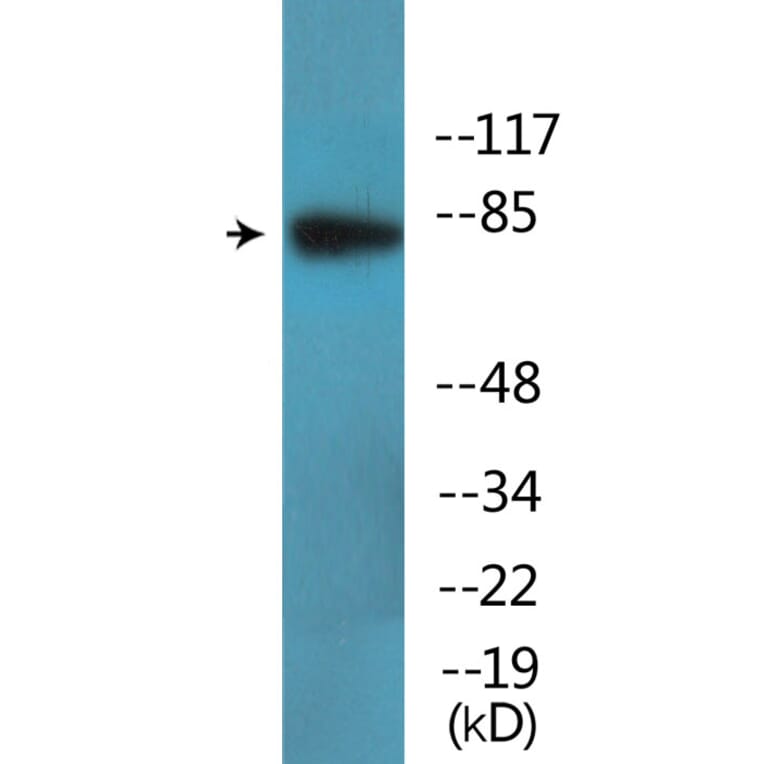 Western Blot - Anti-RSK1 + RSK2 + RSK3 + RSK4 (phospho Ser221 + Ser227 + SerS218 + Ser232) Antibody (P12-1173) - Antibodies.com
