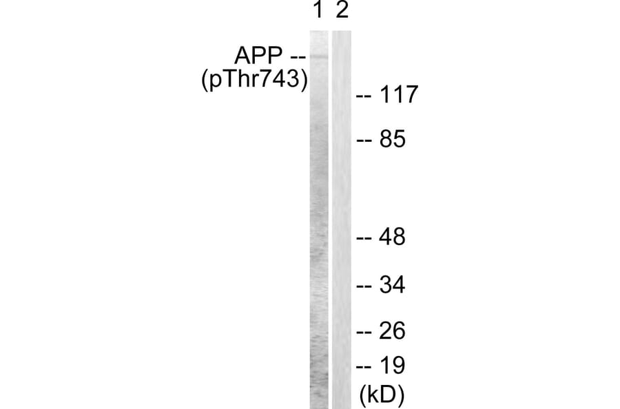Western Blot - Anti-Amyloid beta A4 (phospho Thr743 + Thr668) Antibody (A0004) - Antibodies.com