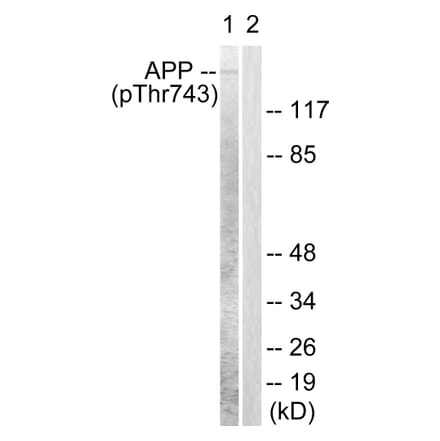 Western Blot - Anti-Amyloid beta A4 (phospho Thr743 + Thr668) Antibody (A0004) - Antibodies.com