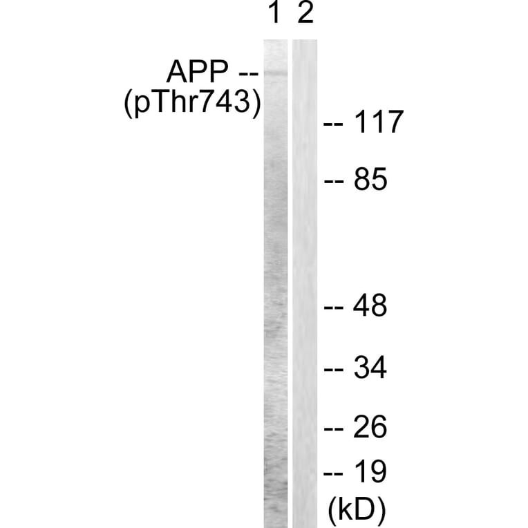 Western Blot - Anti-Amyloid beta A4 (phospho Thr743 + Thr668) Antibody (A0004) - Antibodies.com