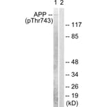 Western Blot - Anti-Amyloid beta A4 (phospho Thr743 + Thr668) Antibody (A0004) - Antibodies.com