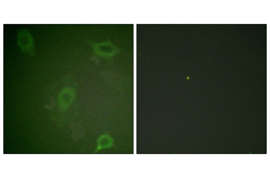 Immunofluorescence - Anti-Amyloid beta A4 (phospho Thr743 + Thr668) Antibody (A0004) - Antibodies.com