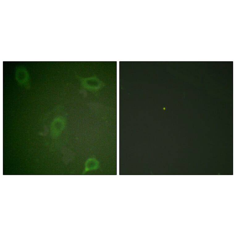 Immunofluorescence - Anti-Amyloid beta A4 (phospho Thr743 + Thr668) Antibody (A0004) - Antibodies.com