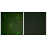 Immunofluorescence - Anti-Amyloid beta A4 (phospho Thr743 + Thr668) Antibody (A0004) - Antibodies.com