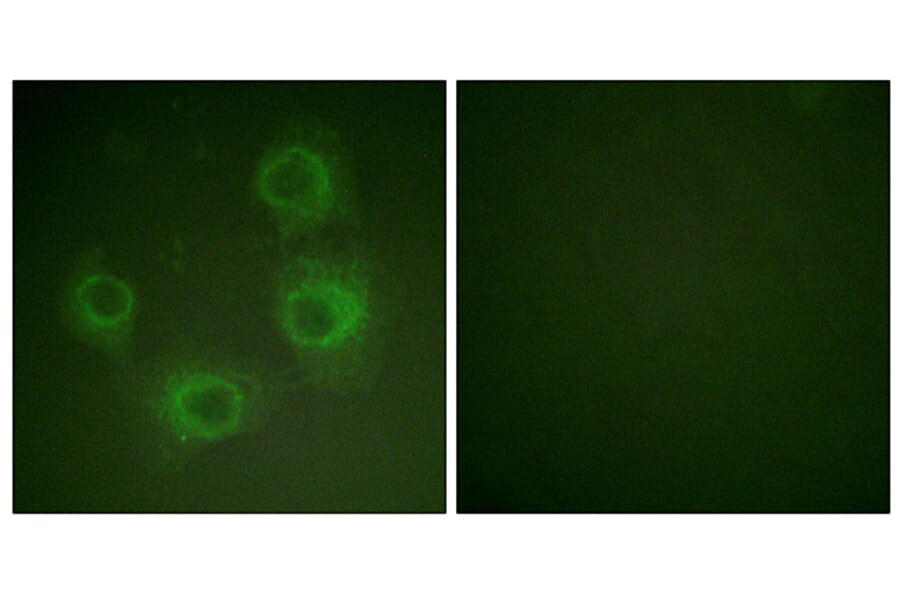 Immunofluorescence - Anti-NMDAR2A + NMDAR2B (phospho Tyr1246 + Tyr1252) Antibody (A0959) - Antibodies.com