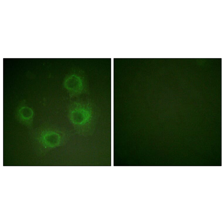 Immunofluorescence - Anti-NMDAR2A + NMDAR2B (phospho Tyr1246 + Tyr1252) Antibody (A0959) - Antibodies.com
