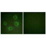 Immunofluorescence - Anti-NMDAR2A + NMDAR2B (phospho Tyr1246 + Tyr1252) Antibody (A0959) - Antibodies.com