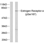 Western Blot - Anti-Estrogen Receptor-alpha (phospho Ser167) Antibody (A7078) - Antibodies.com
