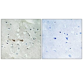 Immunohistochemistry - Anti-Integrin alpha4 (phospho Ser1027) Antibody (A1071) - Antibodies.com