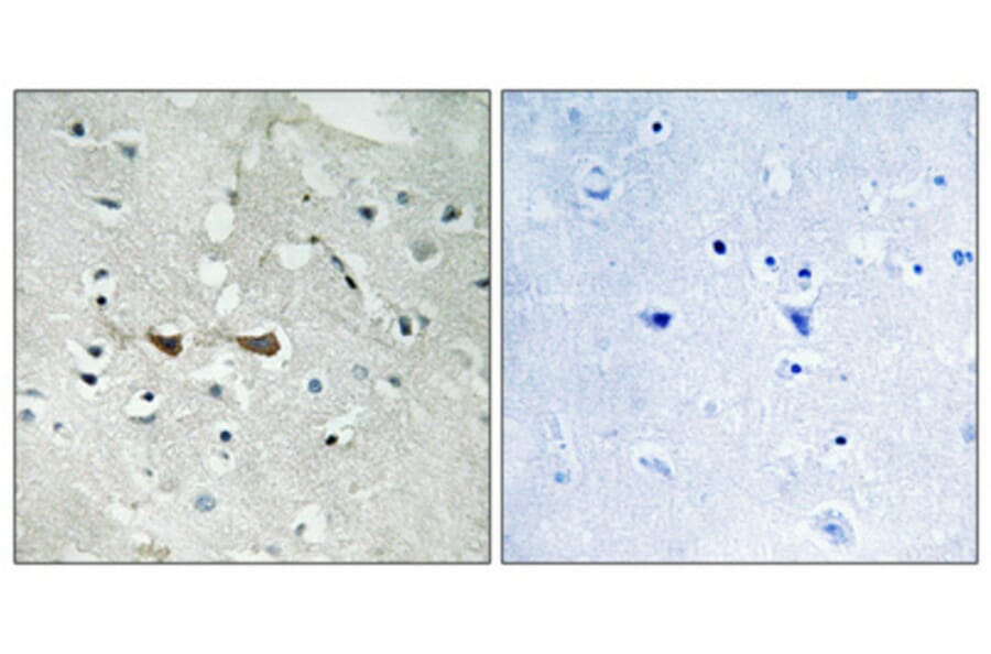 Immunohistochemistry - Anti-Integrin alpha4 (phospho Ser1027) Antibody (A1071) - Antibodies.com