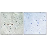 Immunohistochemistry - Anti-Integrin alpha4 (phospho Ser1027) Antibody (A1071) - Antibodies.com