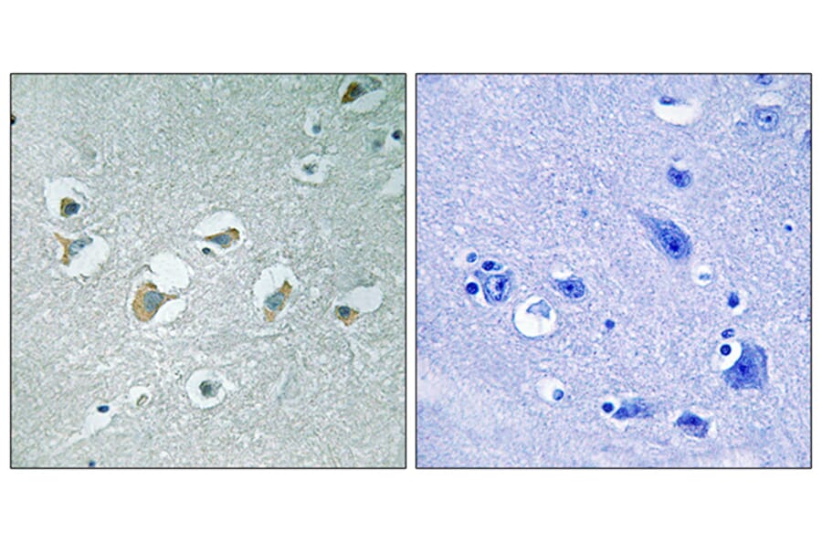 Immunohistochemistry - Anti-MLK1 + MLK2 (phospho Thr312 + Thr266) Antibody (A8142) - Antibodies.com