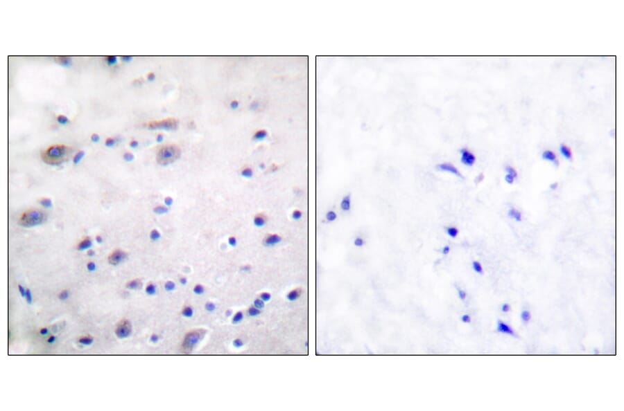 Immunohistochemistry - Anti-Opioid Receptor (phospho Ser375) Antibody (A0022) - Antibodies.com