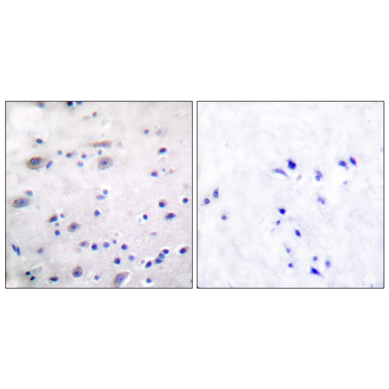 Immunohistochemistry - Anti-Opioid Receptor (phospho Ser375) Antibody (A0022) - Antibodies.com