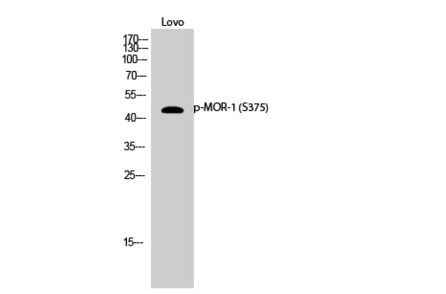 Western Blot - Anti-Opioid Receptor (phospho Ser375) Antibody (A0022) - Antibodies.com