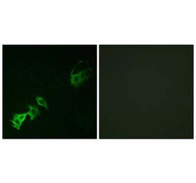 Immunofluorescence - Anti-Abl (phospho Tyr393 + Tyr412) Antibody (A7003) - Antibodies.com