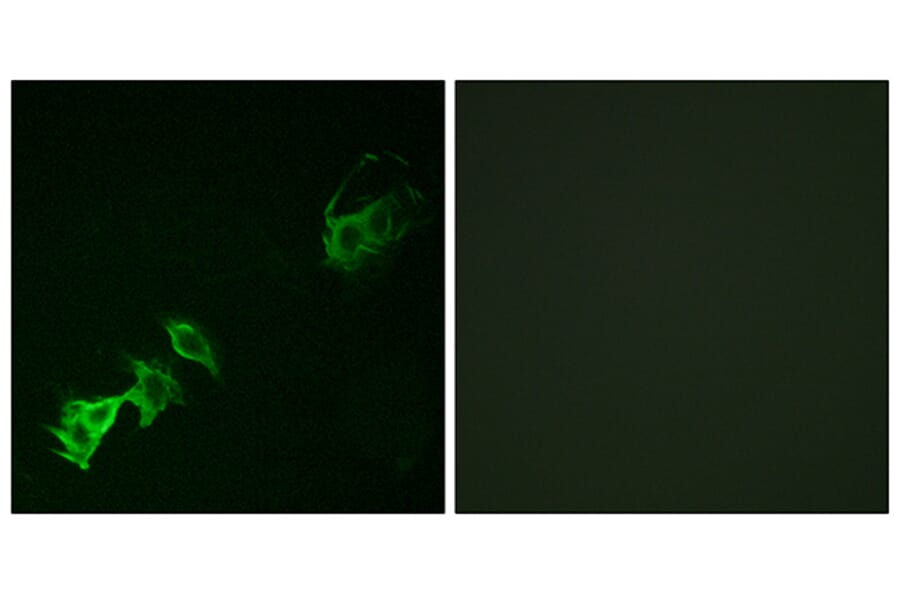Immunofluorescence - Anti-Abl (phospho Tyr393 + Tyr412) Antibody (A7003) - Antibodies.com