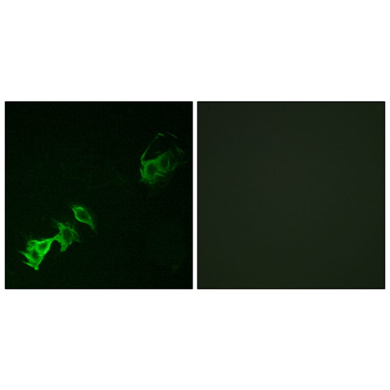 Immunofluorescence - Anti-Abl (phospho Tyr393 + Tyr412) Antibody (A7003) - Antibodies.com