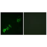 Immunofluorescence - Anti-Abl (phospho Tyr393 + Tyr412) Antibody (A7003) - Antibodies.com