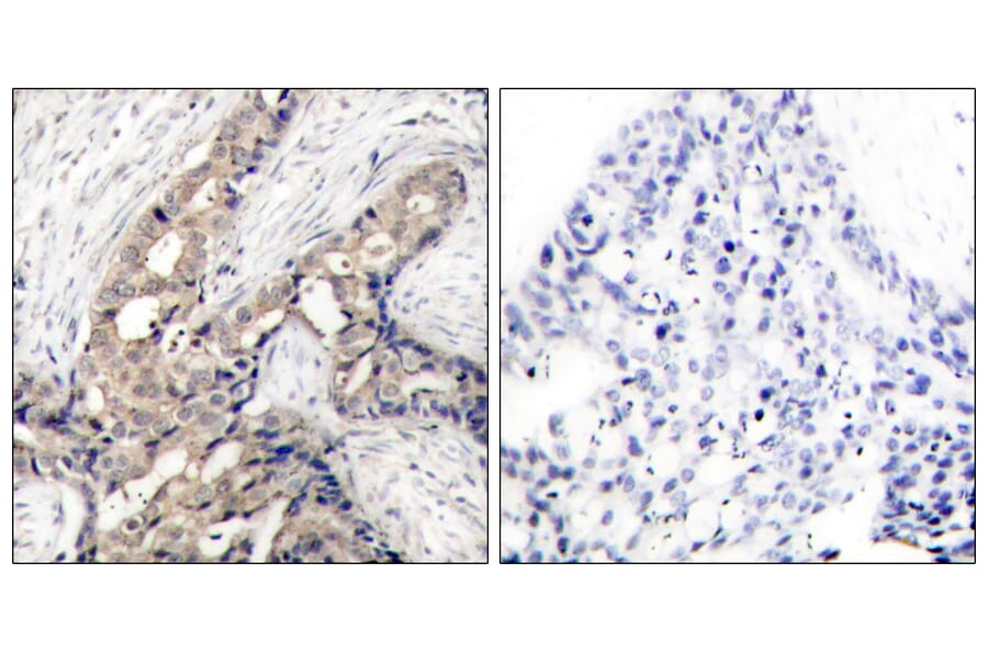 Immunohistochemistry - Anti-Abl (phospho Tyr393 + Tyr412) Antibody (A7003) - Antibodies.com
