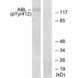 Western Blot - Anti-Abl (phospho Tyr393 + Tyr412) Antibody (A7003) - Antibodies.com
