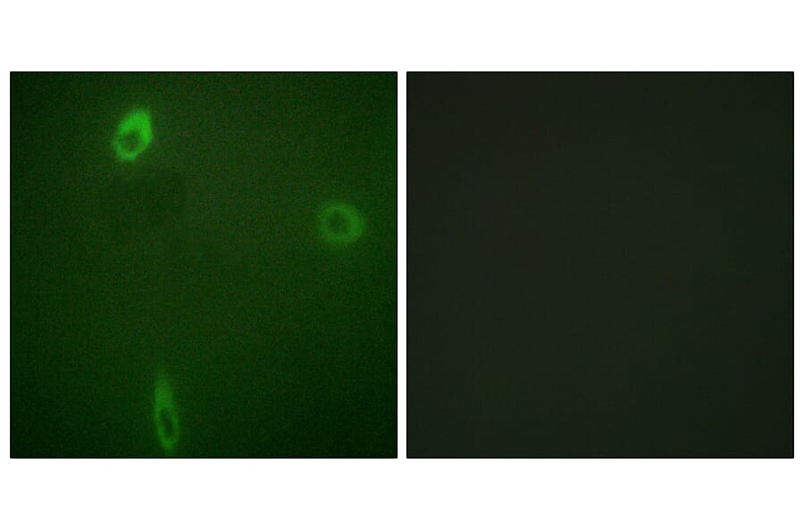 Immunofluorescence - Anti-ROMK (phospho Ser44 + Ser25) Antibody (A1121) - Antibodies.com