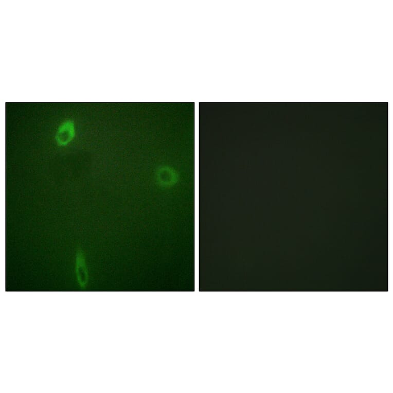 Immunofluorescence - Anti-ROMK (phospho Ser44 + Ser25) Antibody (A1121) - Antibodies.com