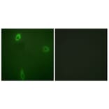 Immunofluorescence - Anti-ROMK (phospho Ser44 + Ser25) Antibody (A1121) - Antibodies.com