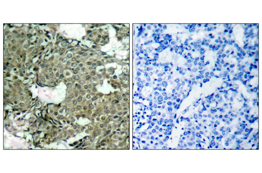 Immunohistochemistry - Anti-MEK1 + MEK2 (phospho Ser221) Antibody (A7147) - Antibodies.com