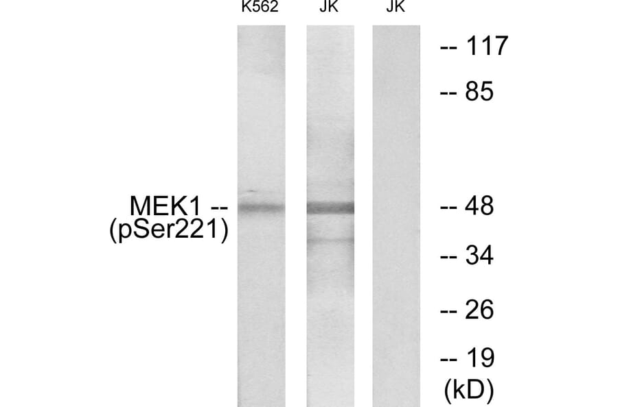 Western Blot - Anti-MEK1 + MEK2 (phospho Ser221) Antibody (A7147) - Antibodies.com