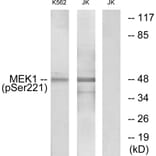 Western Blot - Anti-MEK1 + MEK2 (phospho Ser221) Antibody (A7147) - Antibodies.com
