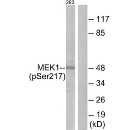 Western Blot - Anti-MEK1 + MEK2 (phospho Ser217) Antibody (A7146) - Antibodies.com