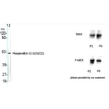 Western Blot - Anti-MEK1 + MEK2 (phospho Ser217) Antibody (A7146) - Antibodies.com