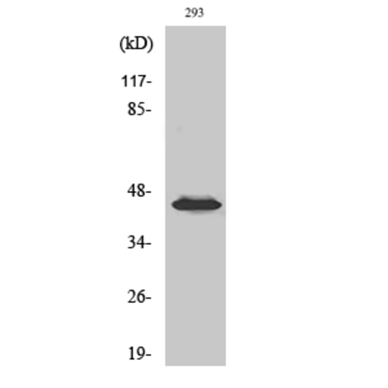 Western Blot - Anti-MEK1 + MEK2 (phospho Ser217) Antibody (A7146) - Antibodies.com