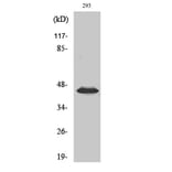 Western Blot - Anti-MEK1 + MEK2 (phospho Ser217) Antibody (A7146) - Antibodies.com