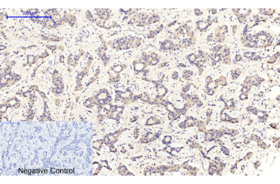 Immunohistochemistry - Anti-MEK1 + MEK2 (phospho Ser217) Antibody (A7146) - Antibodies.com