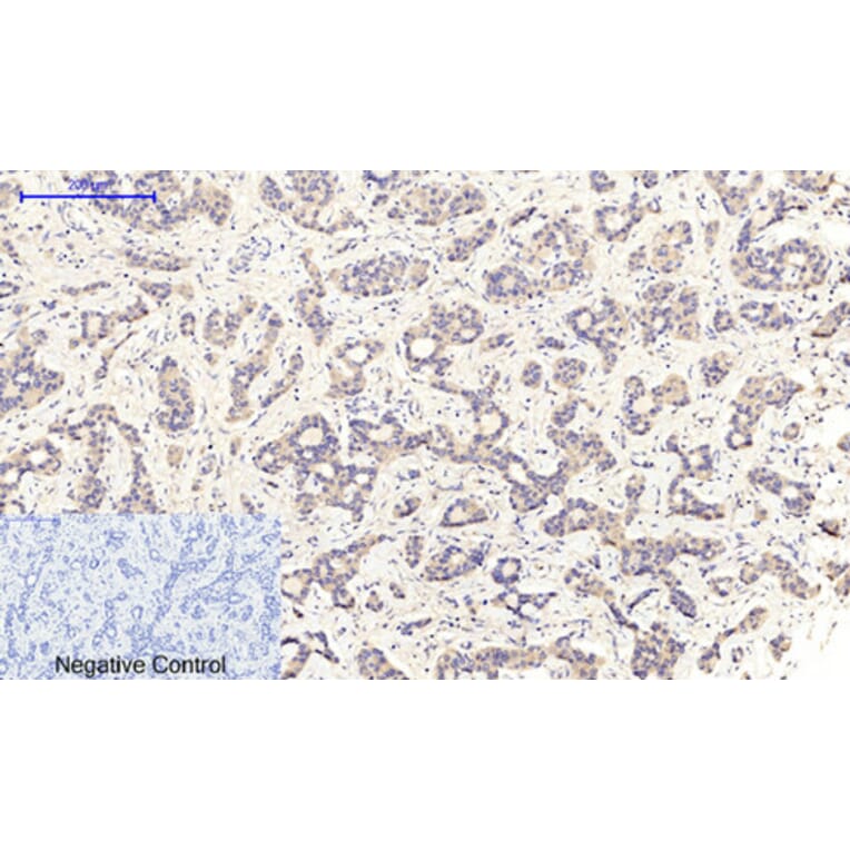 Immunohistochemistry - Anti-MEK1 + MEK2 (phospho Ser217) Antibody (A7146) - Antibodies.com