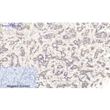 Immunohistochemistry - Anti-MEK1 + MEK2 (phospho Ser217) Antibody (A7146) - Antibodies.com