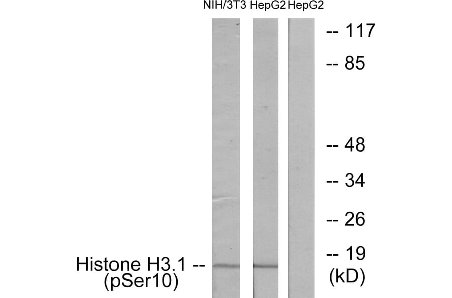 Western Blot - Anti-Histone H3.1 (phospho Ser10) Antibody (A7107) - Antibodies.com