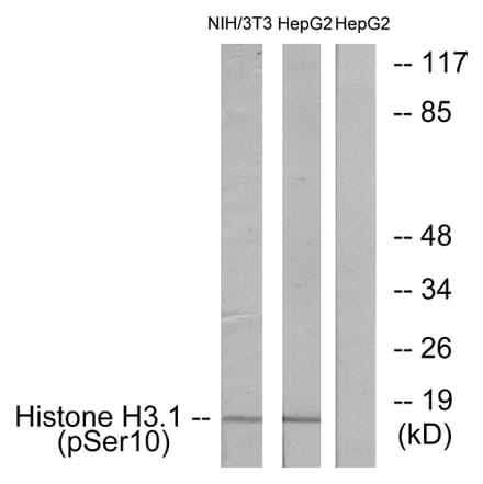Western Blot - Anti-Histone H3.1 (phospho Ser10) Antibody (A7107) - Antibodies.com