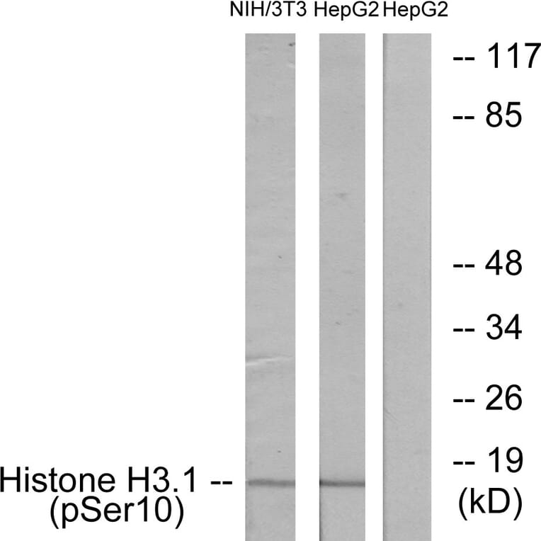 Western Blot - Anti-Histone H3.1 (phospho Ser10) Antibody (A7107) - Antibodies.com