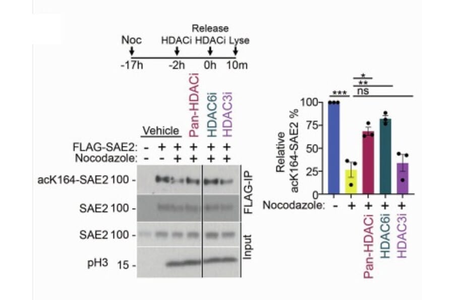 Western Blot - Anti-Histone H3.1 (phospho Ser10) Antibody - Antibodies.com