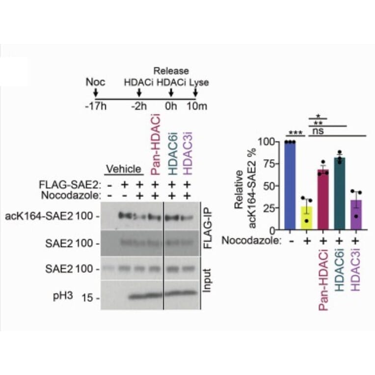 Western Blot - Anti-Histone H3.1 (phospho Ser10) Antibody - Antibodies.com