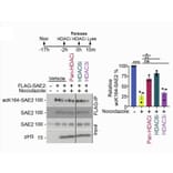 Western Blot - Anti-Histone H3.1 (phospho Ser10) Antibody - Antibodies.com